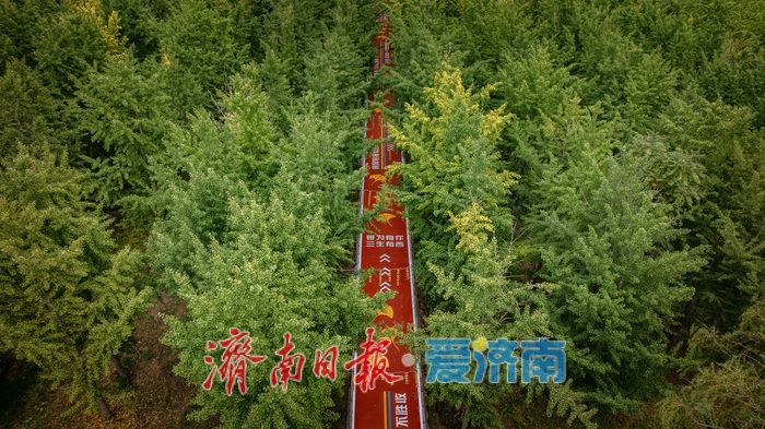 濟南百里黃河公路生態廊道：生態與人文交融的打卡勝地