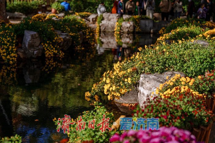 趵突泉金秋菊展盛裝綻放,遊客市民共賞千菊爭艷