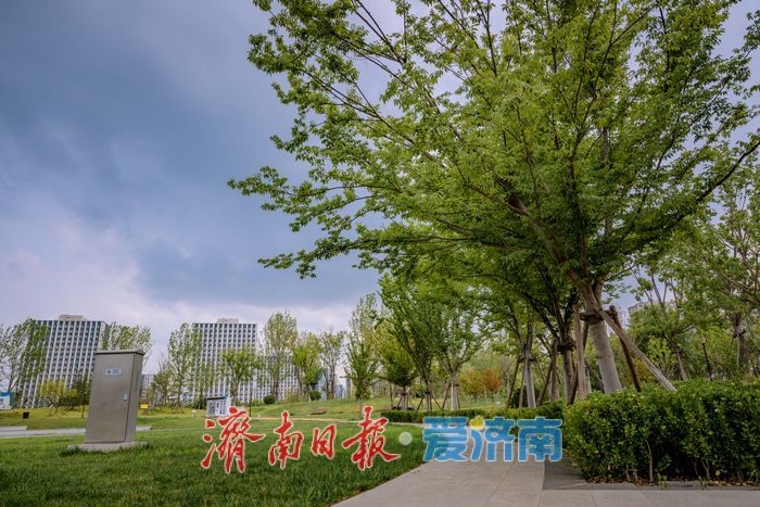 濟南：唐冶中央公園變身“都市避暑綠洲”
