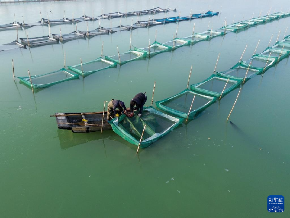 山東東平：冬季捕蟹忙_fororder_【新華社】1