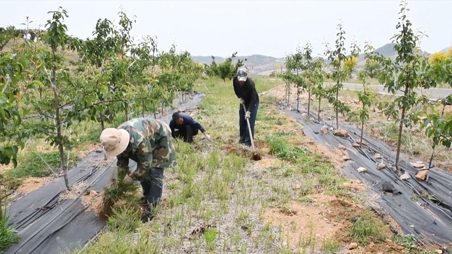 山東淄博：激活林業資源 賦能鄉村振興