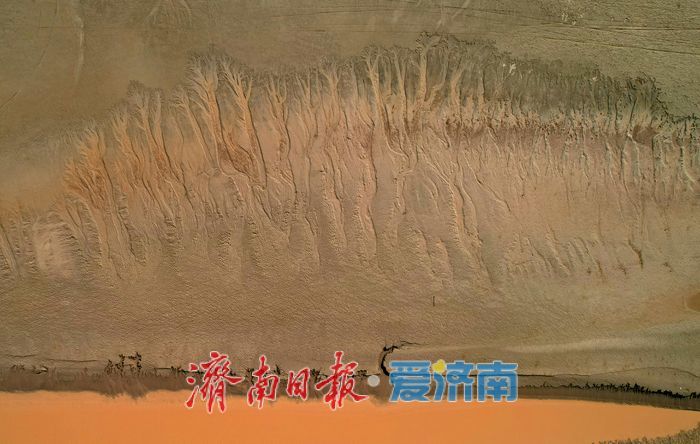 黃河濟南段現壯美“潮汐樹”自然奇觀
