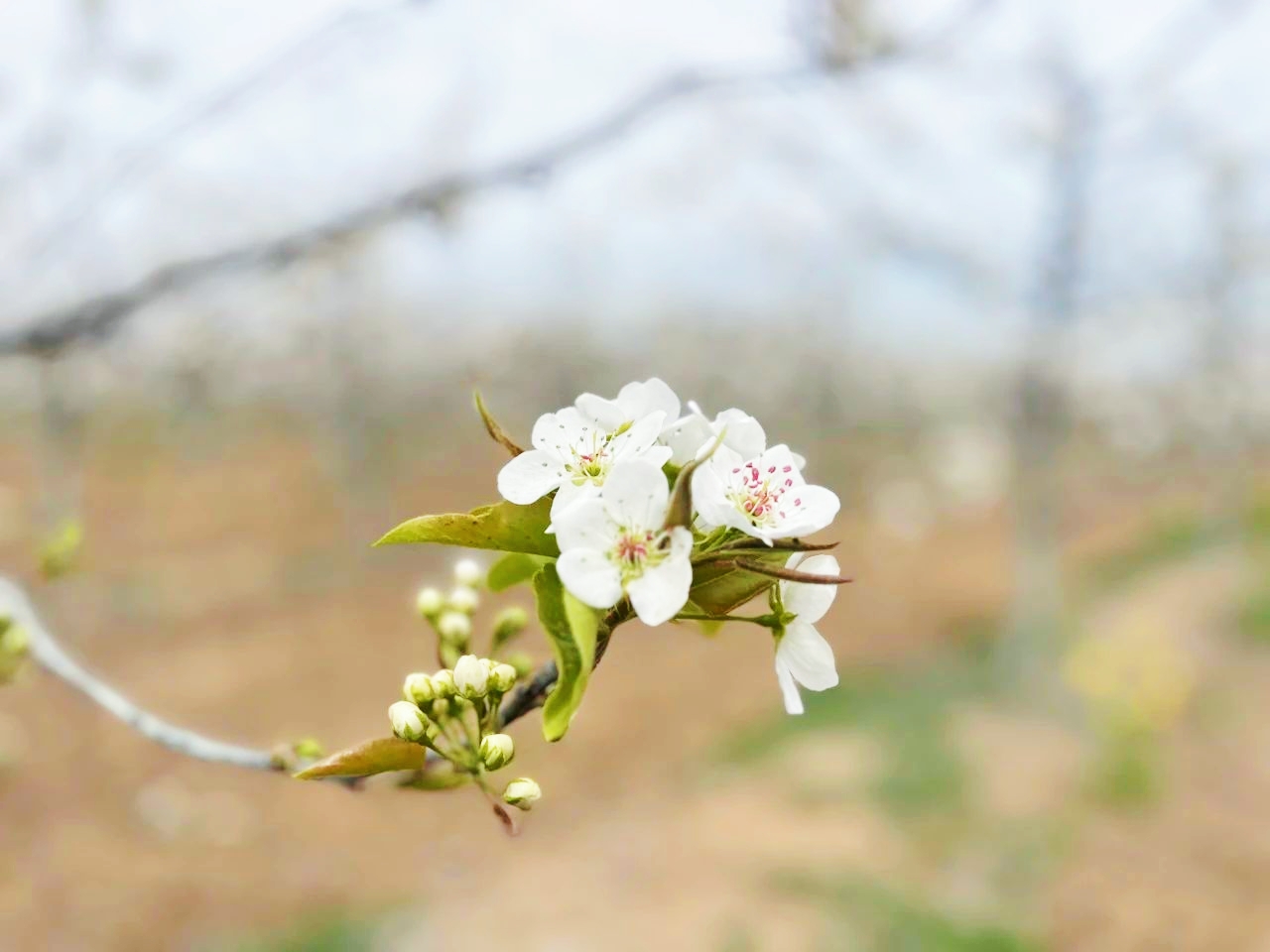 菏澤市魯西新區呂陵鎮2025年第二屆山農酥梨梨花文化旅遊節開幕_fororder_bdd55f053437b79ec24ef8a48632e5f