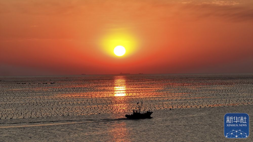 山東榮成：海洋牧場迎日出