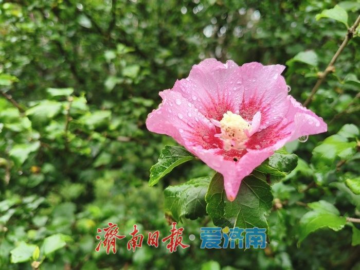 細雨如絲,濟南百花公園秋意朦朧