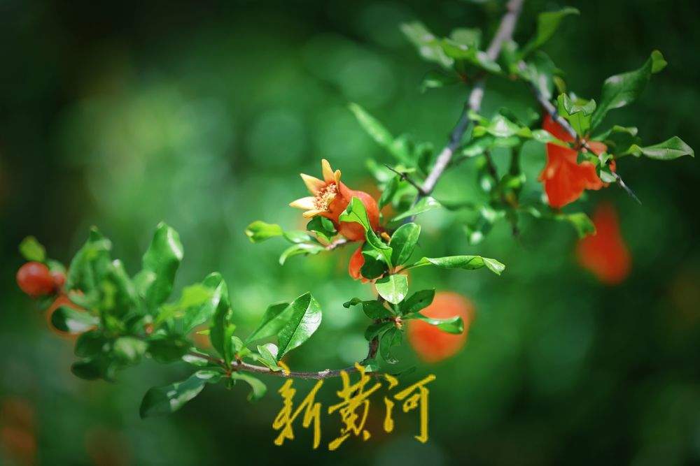 濟南：泉城公園石榴花開 紅艷嬌俏