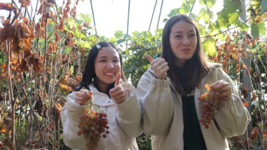 外國友人走進濱州惠民體驗“冰美人”葡萄