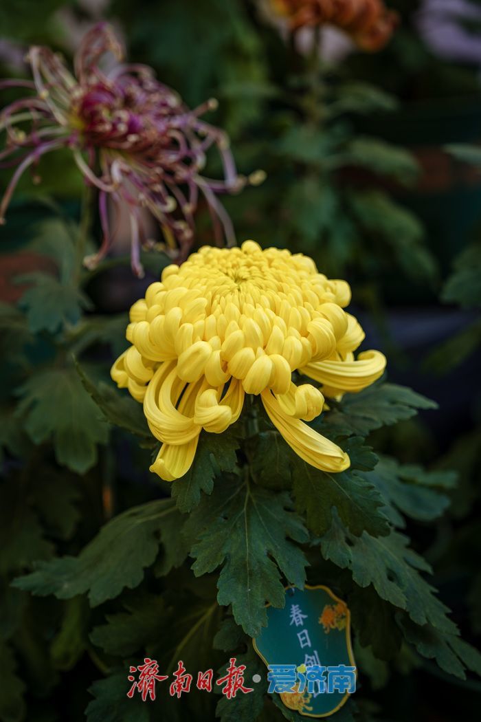 趵突泉金秋菊展盛裝綻放,遊客市民共賞千菊爭艷