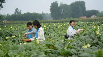 “沂路生花·鄉韻新生”鄉村振興實踐團：青春躬身鄉土間，實幹繪就振興圖