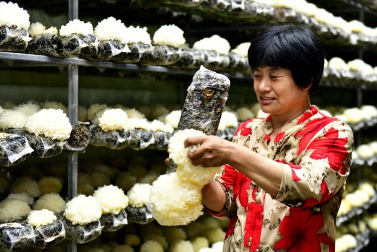 山東惠民：發展特色産業 賦能鄉村振興_fororder_04