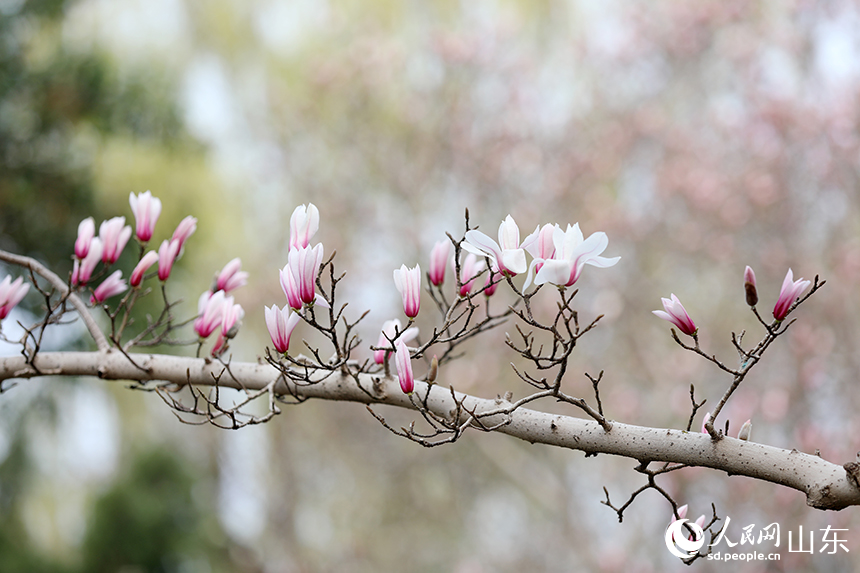 濟南趵突泉玉蘭盛開醉遊人_fororder_【趵突泉】6