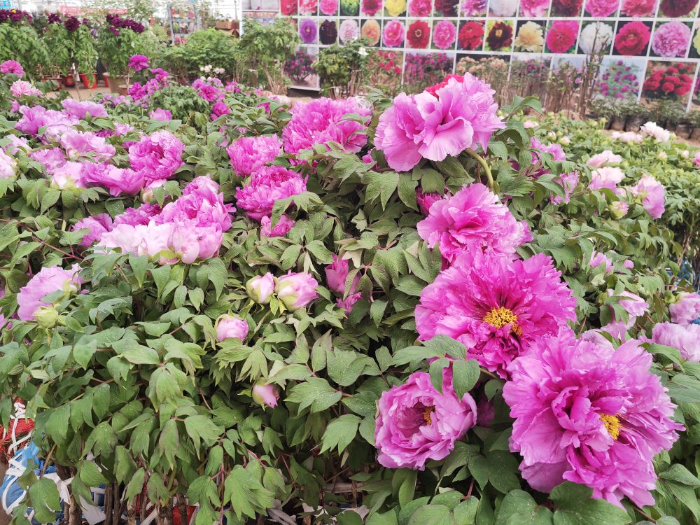牡丹花開引客來：山東菏澤解鎖“花樣經濟”密碼