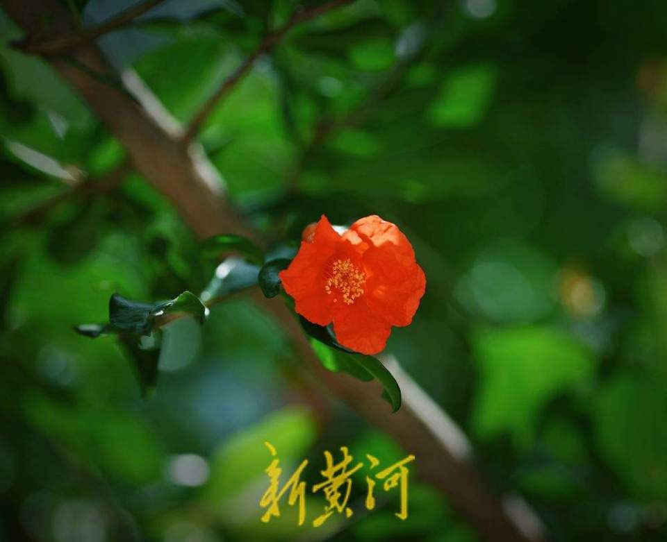 濟南：泉城公園石榴花開 紅艷嬌俏