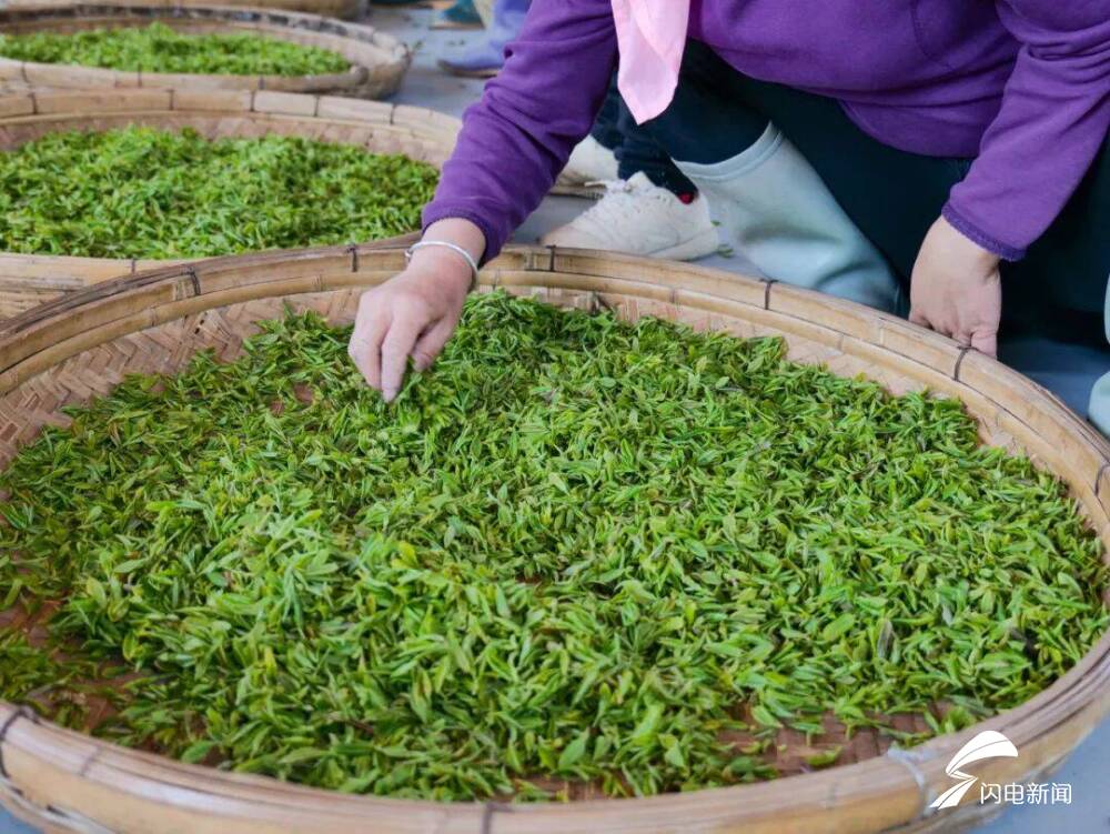 在日照，品一杯聽海長大的茶｜青春思政課