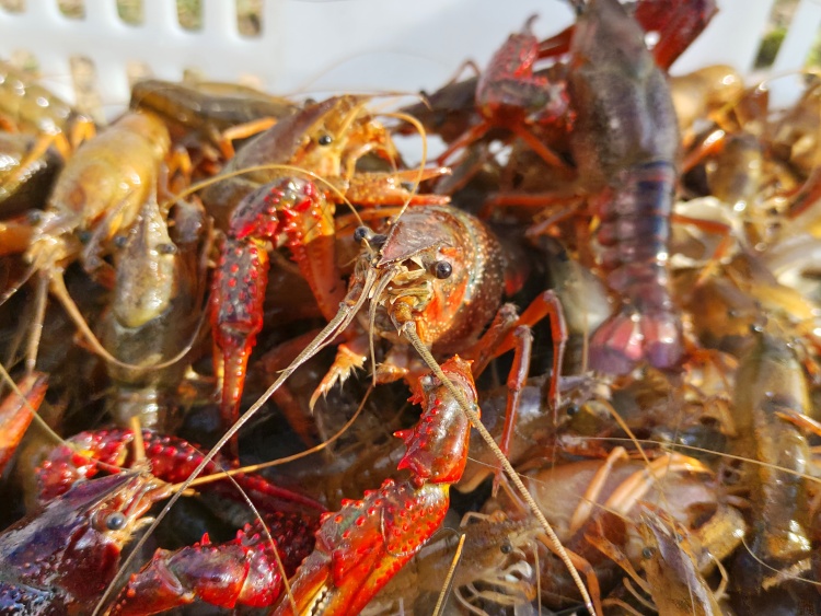 濟寧魚臺：生態種養“蝦”路寬 消費賦能“紅”産業——解鎖“一隻蝦”的産業富民密碼_fororder_剛捕撈上來的小龍蝦