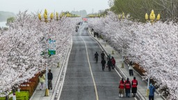 【花開齊魯】春至微山湖！第三屆微山湖櫻花遊園會開幕