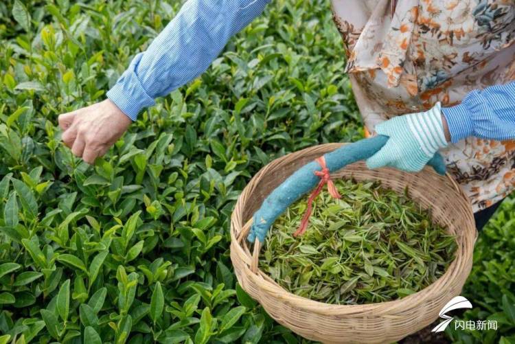在日照，品一杯聽海長大的茶｜青春思政課