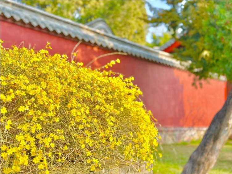 春風拂岱廟 紅墻映花影_fororder_【泰安】1