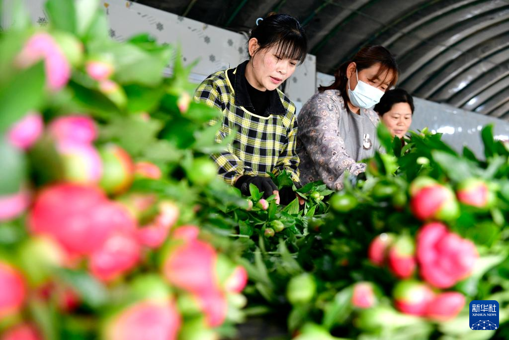 山東菏澤：“鮮花經濟”助力鄉村振興_fororder_14-2