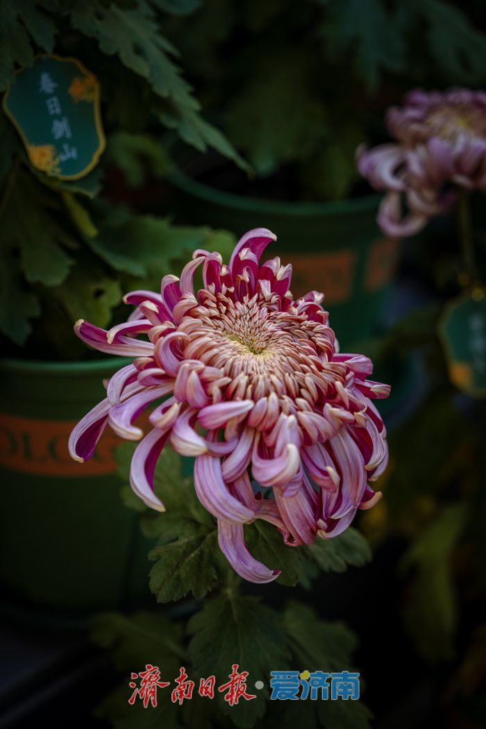 趵突泉金秋菊展盛裝綻放,遊客市民共賞千菊爭艷