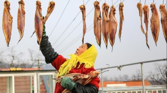 山東即墨：春節臨近曬魚忙