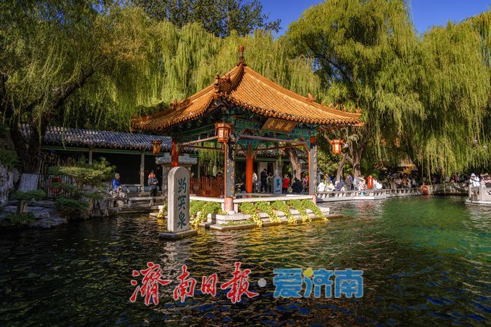 趵突泉金秋菊展盛裝綻放,遊客市民共賞千菊爭艷