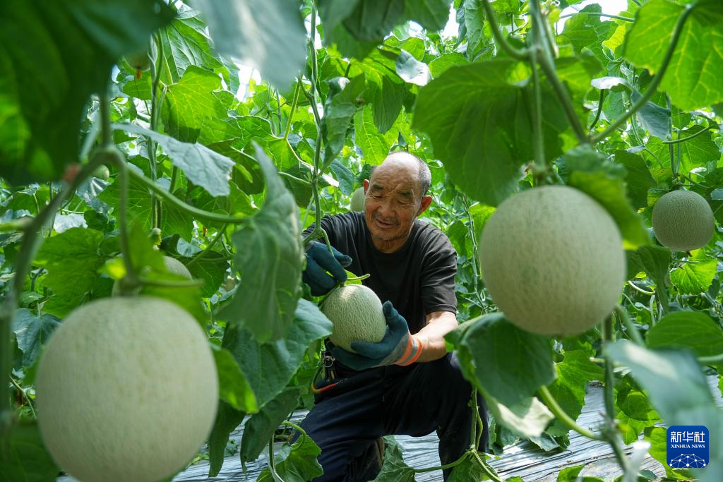 山東東平：甜瓜飄香助增收_fororder_11111
