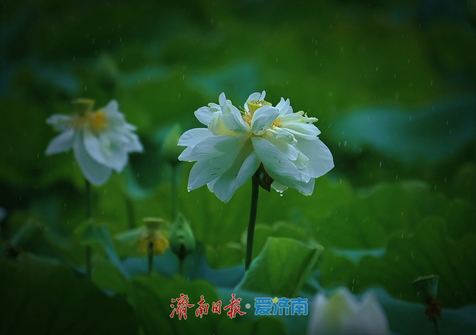 濟南：雨落泉城 大明湖荷花別樣嬌