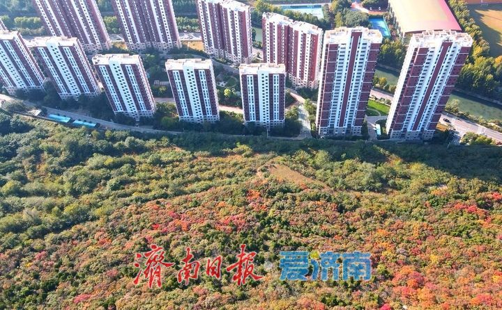 漸入佳境，濟南版“鴛鴦火鍋”將迎來紅葉最美時節