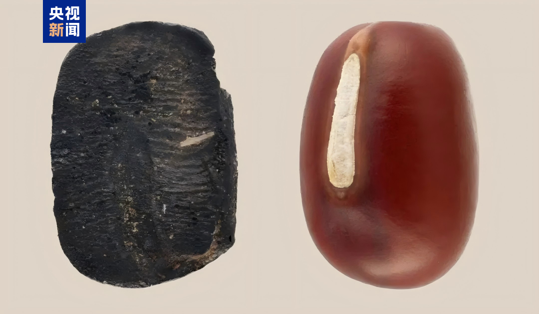 山東發現9000年前炭化小豆遺存 為“小豆多地起源”提供考古數據