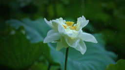 濟南：雨落泉城 大明湖荷花別樣嬌