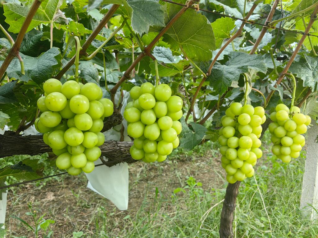 山東煙臺：農業豐收的繽紛色彩