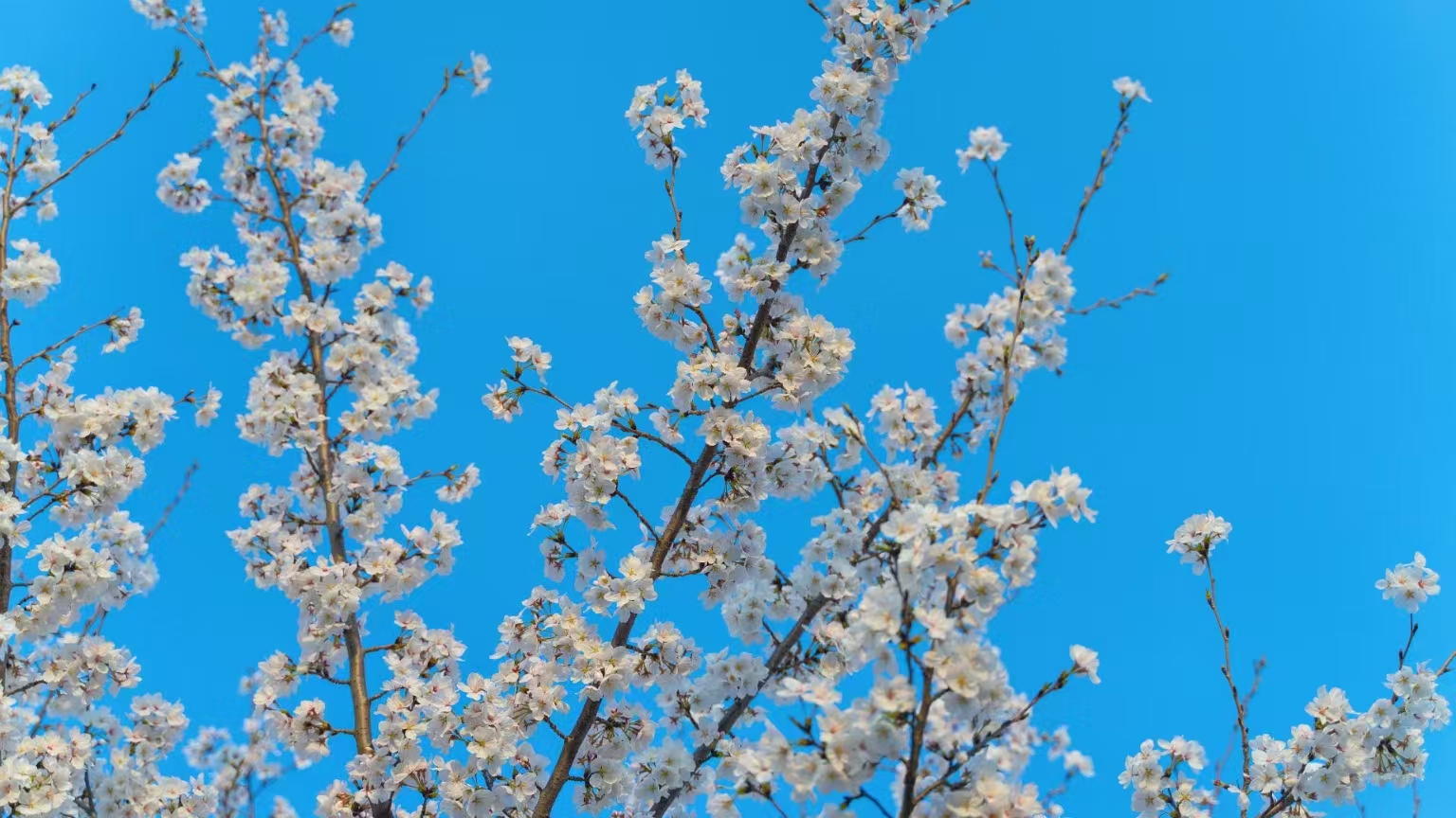 【花開齊魯】春至微山湖！第三屆微山湖櫻花遊園會開幕_fororder_5368c8d3aeb76084bfe21f3723a0de6