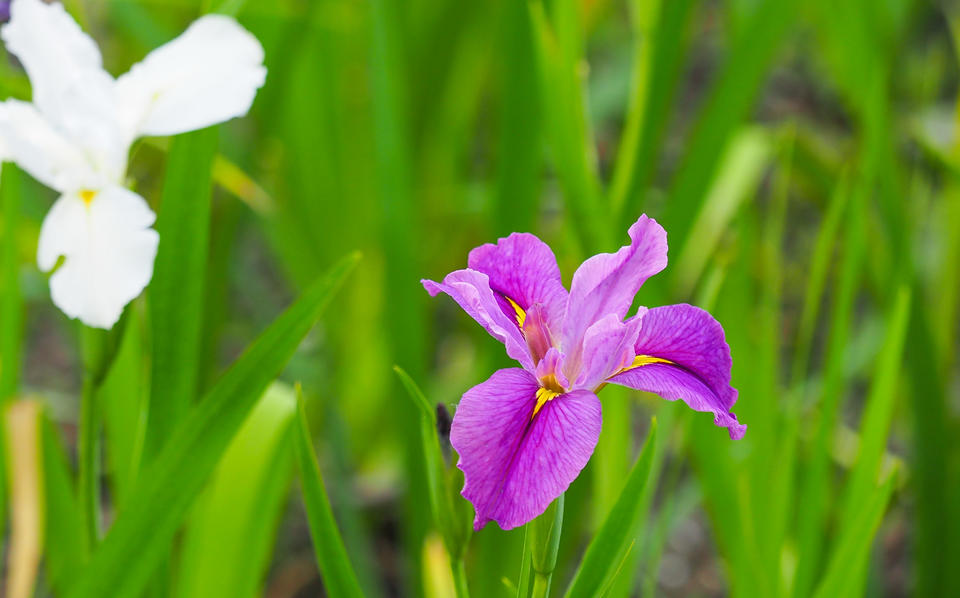 初夏大明湖：鳶尾花海盛放，繪就七彩畫卷
