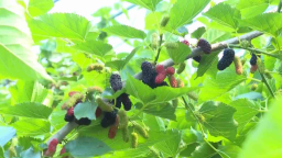 濟南萊蕪：深耕“一株桑” 繪就鄉村振興圖