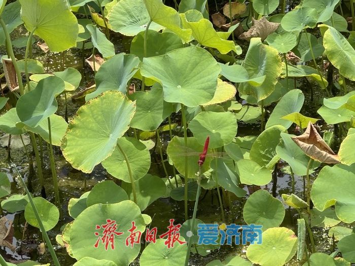 山東濟南：荷花湖荷花盛放，繪就夏日美景