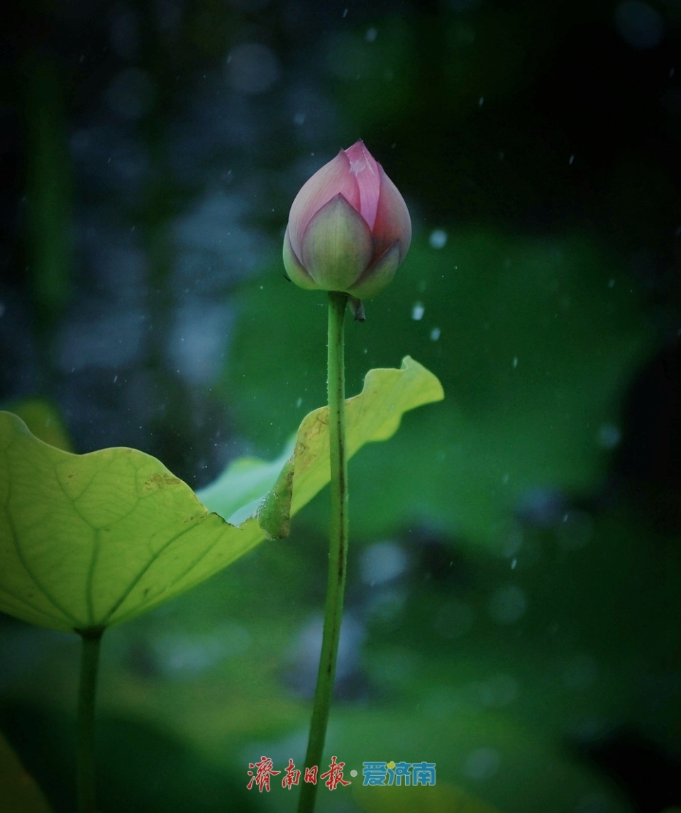 濟南：雨落泉城 大明湖荷花別樣嬌