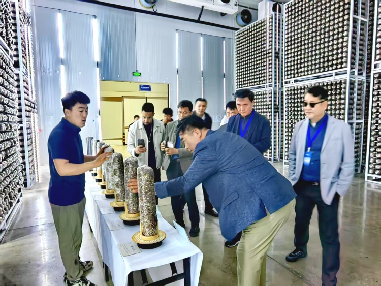 【Hi,Shandong】“Hi,Shandong—機遇中國 青島優品”海外媒體青島行活動探秘萊西食用菌産業，見證鄉村振興的力量_fororder_4040a9721ab4908422b0aebf8dc43ed