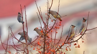 山東聊城：水城之冬 太平鳥入畫