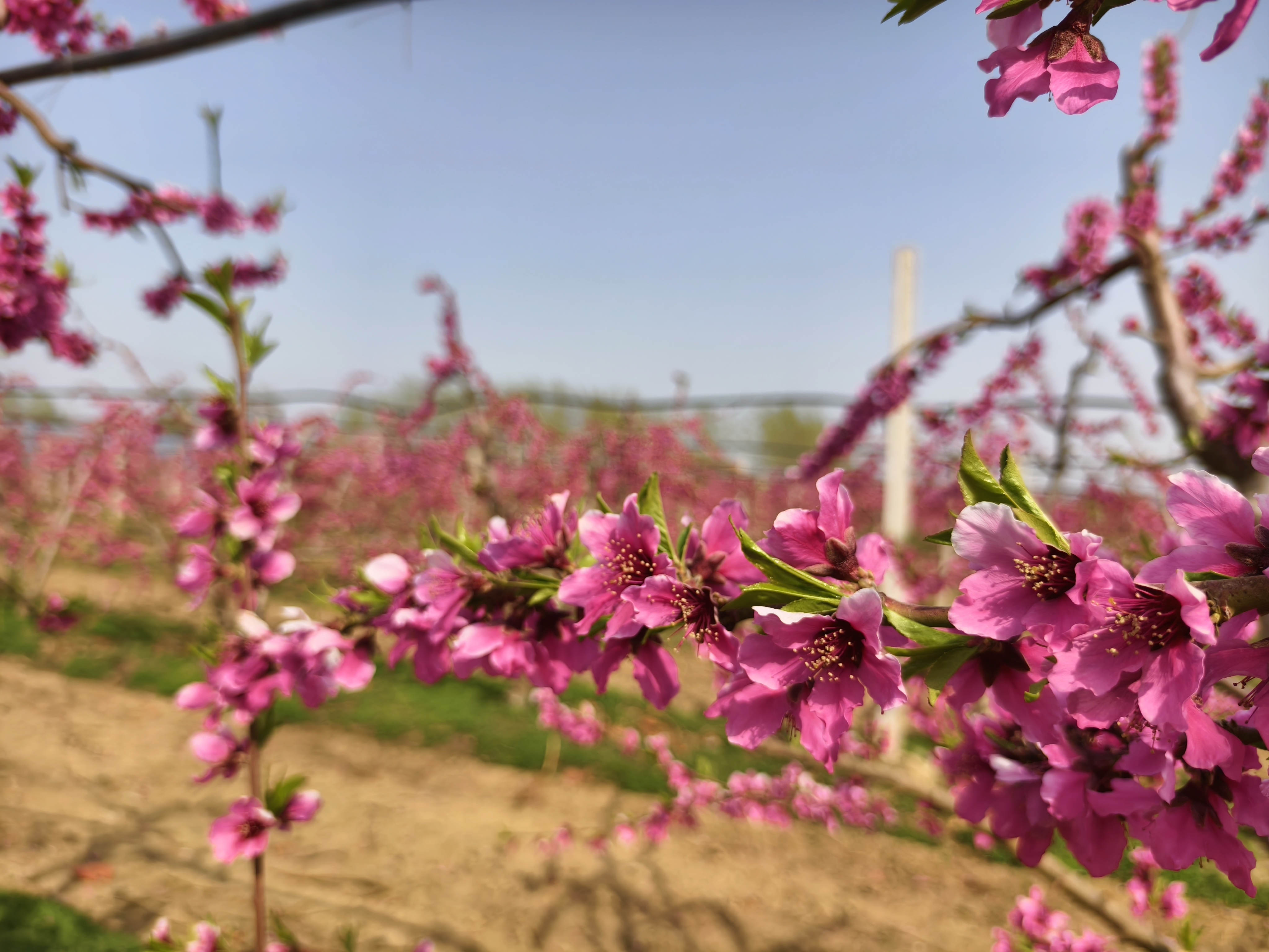 山東莘縣：桃花朵朵開 繪就春日絢爛美景_fororder_微信圖片_20250404205710