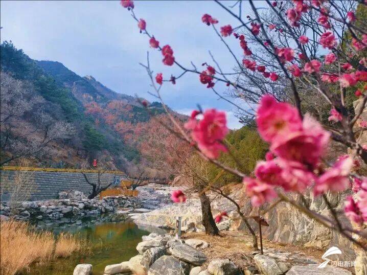 山東泰安：春到彩石溪 花開醉春風