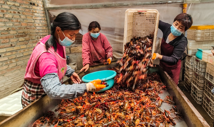 濟寧魚臺：生態種養“蝦”路寬 消費賦能“紅”産業——解鎖“一隻蝦”的産業富民密碼_fororder_工人們正忙著分揀龍蝦