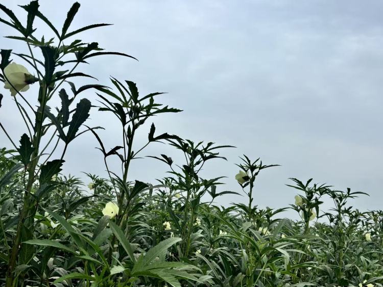 濟寧魚臺：小秋葵敲開村民“致富門”_fororder_秋葵植株鬱鬱蔥蔥，長勢喜人。趙詩影攝 (2)