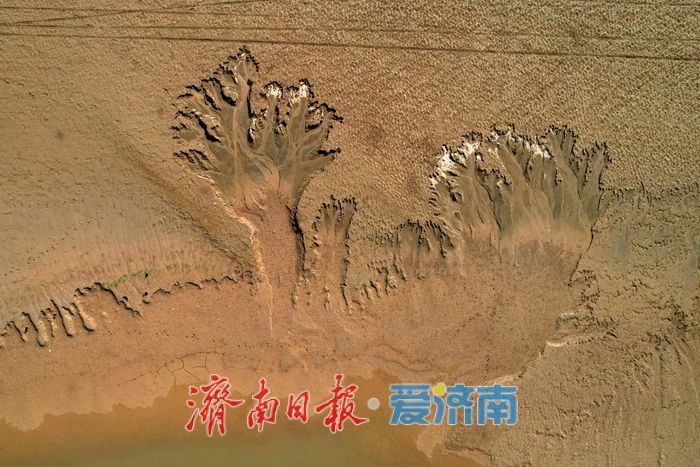 黃河濟南段現壯美“潮汐樹”自然奇觀