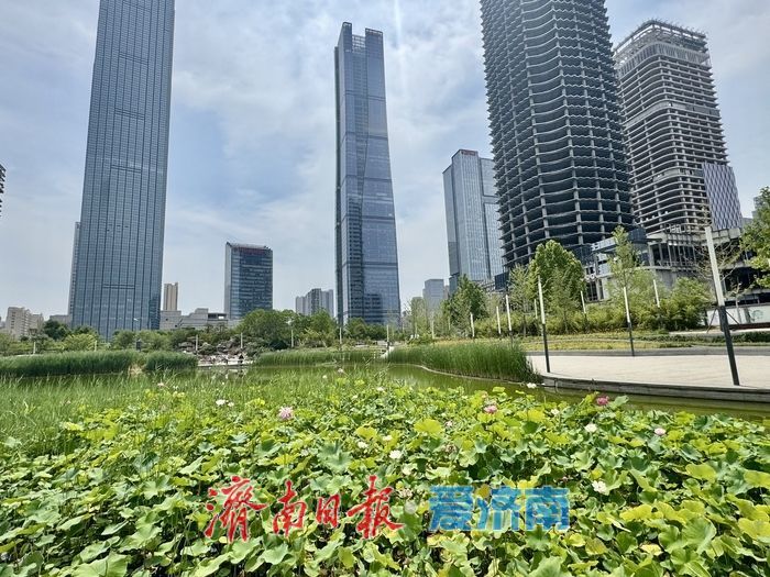 山東濟南：荷花湖荷花盛放，繪就夏日美景