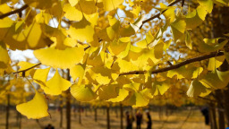 濟南：銀杏林裏秋色濃