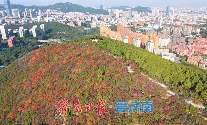 漸入佳境，濟南版“鴛鴦火鍋”將迎來紅葉最美時節