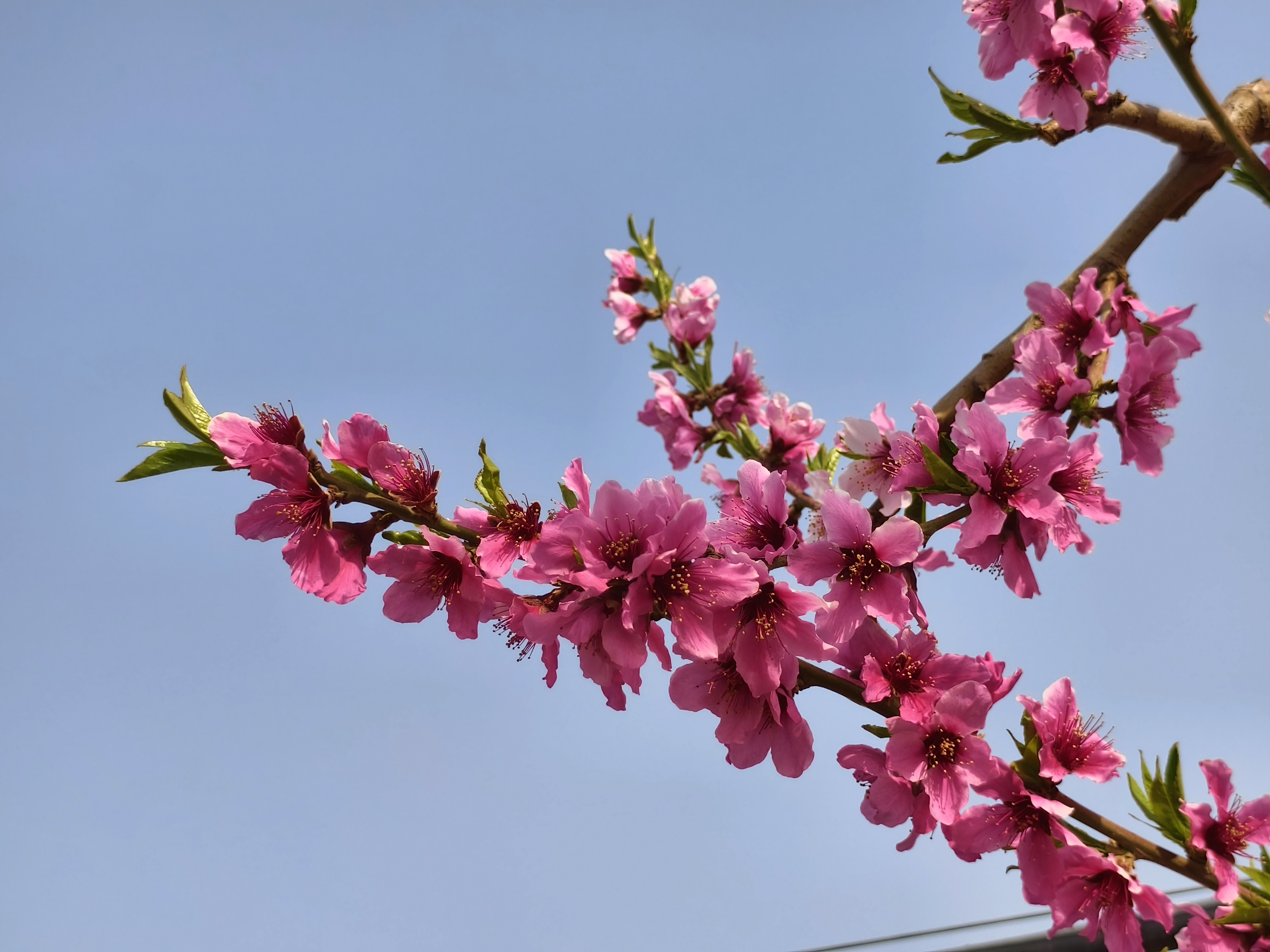 山東莘縣：桃花朵朵開 繪就春日絢爛美景_fororder_微信圖片_20250404205559