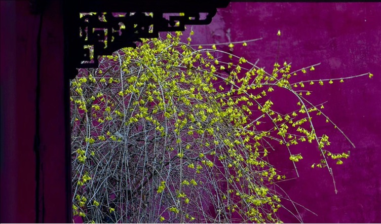 春風拂岱廟 紅墻映花影_fororder_【泰安】8