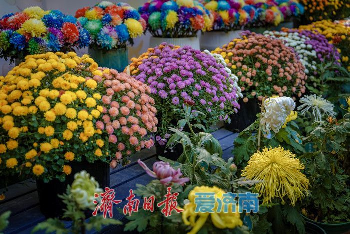 趵突泉金秋菊展盛裝綻放,遊客市民共賞千菊爭艷